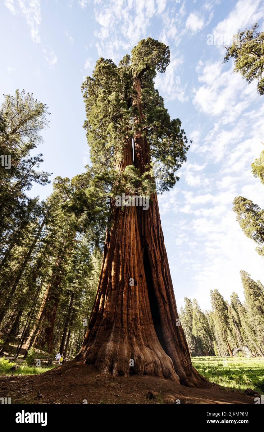 Sequoia tree in Sequoia National Park, California Stock Photo