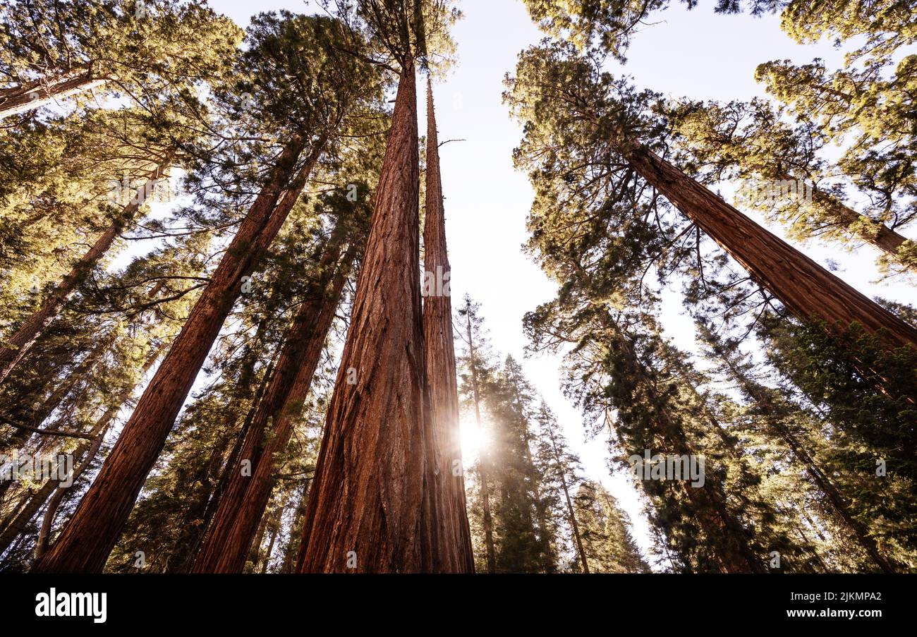 Trees in Sequoia National Park, California Stock Photo