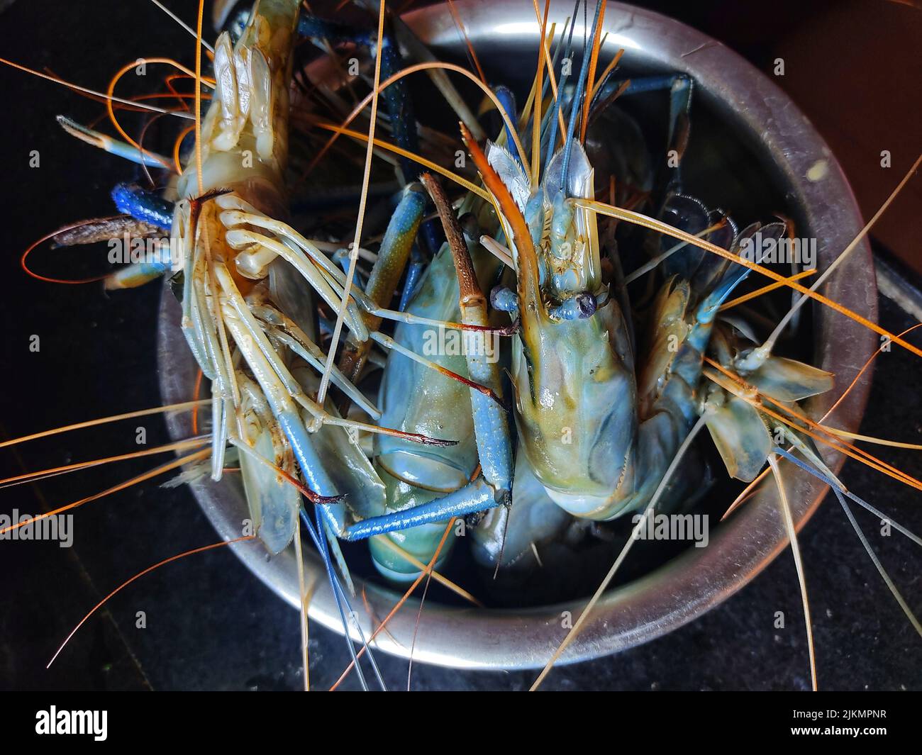 freshwater river prawn macrobrachyum in a container Stock Photo Alamy