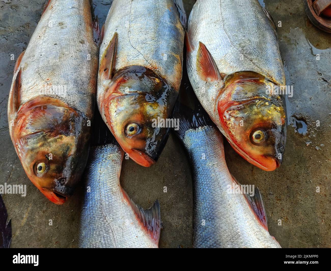 top angle view of silver carp fish arranged in row in indian fish