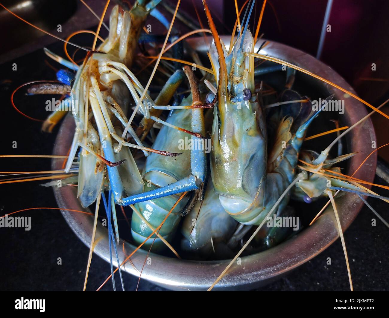 freshwater river prawn macrobrachyum in a container Stock Photo Alamy