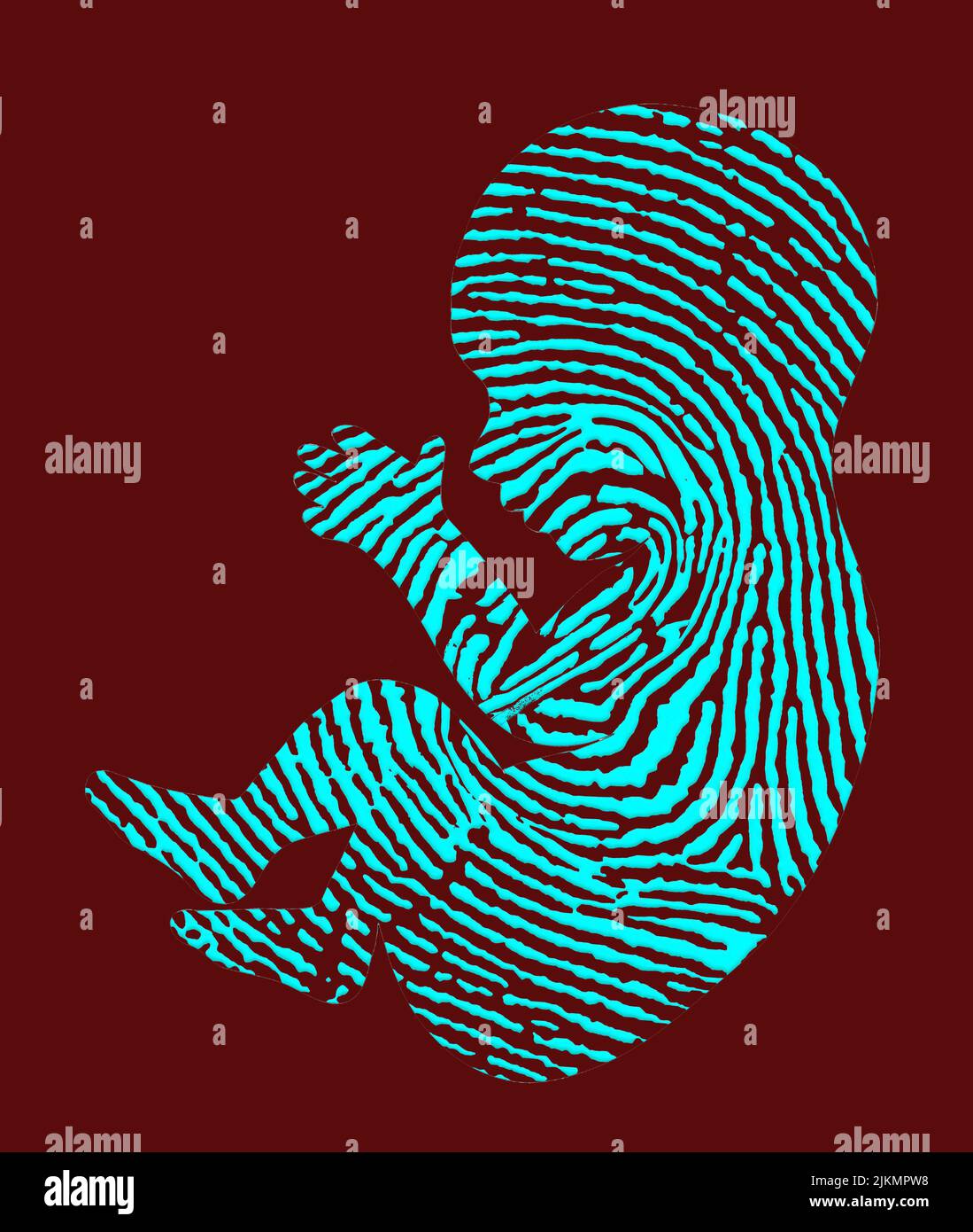A human fetus is shown as a fingerprint in a 3-d illustration about ...