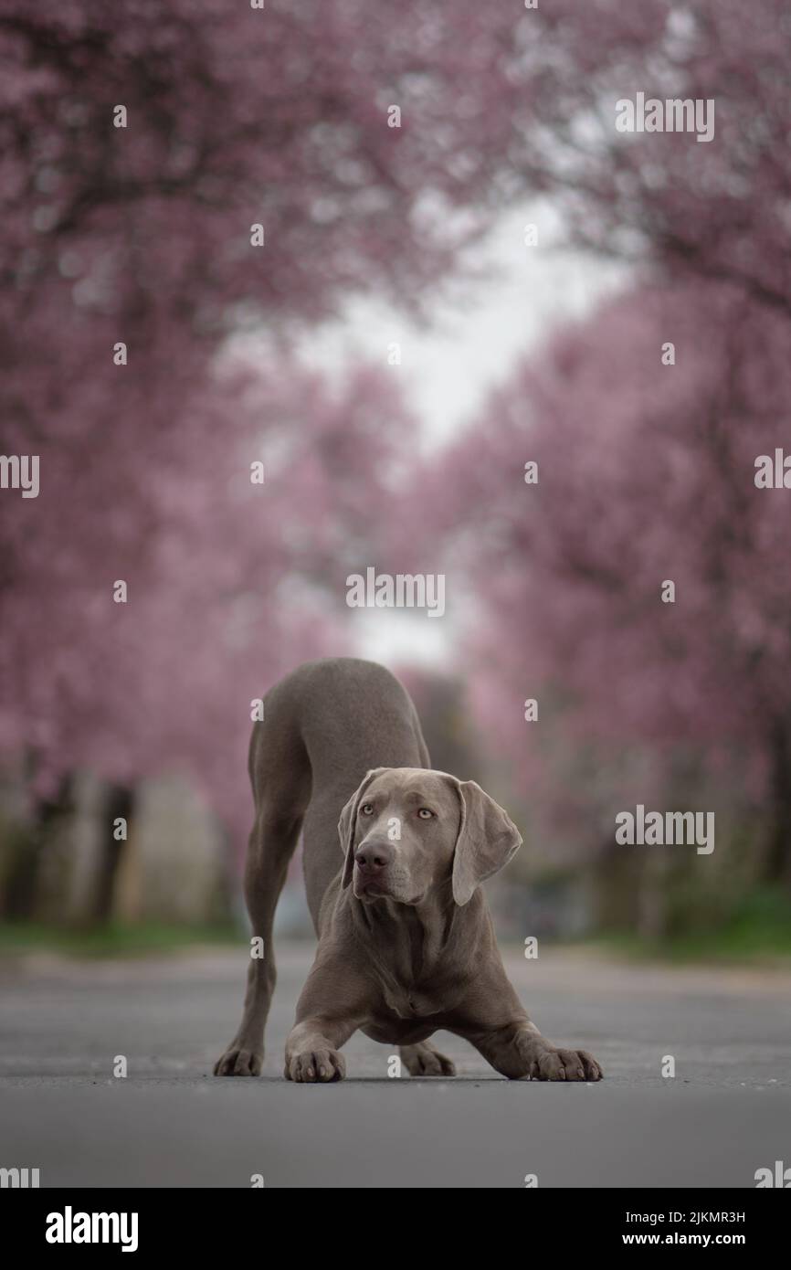 A selective focus shot of an adorable Weimaraner dog surrounded by cherry trees in a park in spring Stock Photo