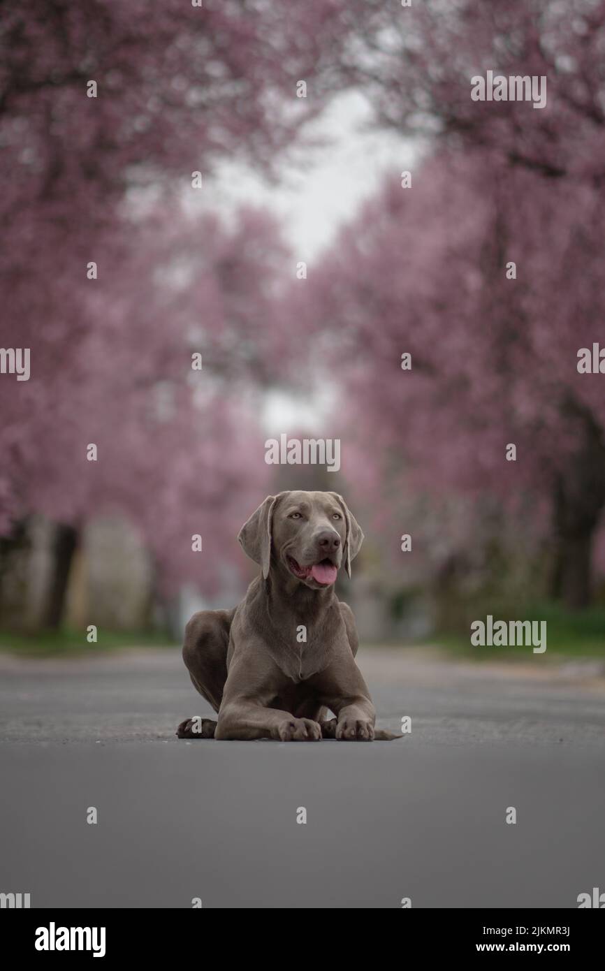 A selective focus shot of an adorable Weimaraner dog surrounded by cherry trees in a park in spring Stock Photo