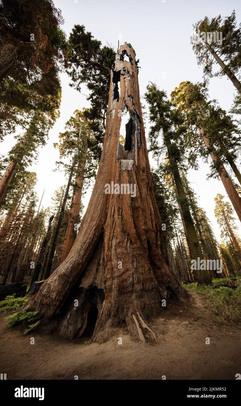 Sequoia tree in Sequoia National Park, California Stock Photo