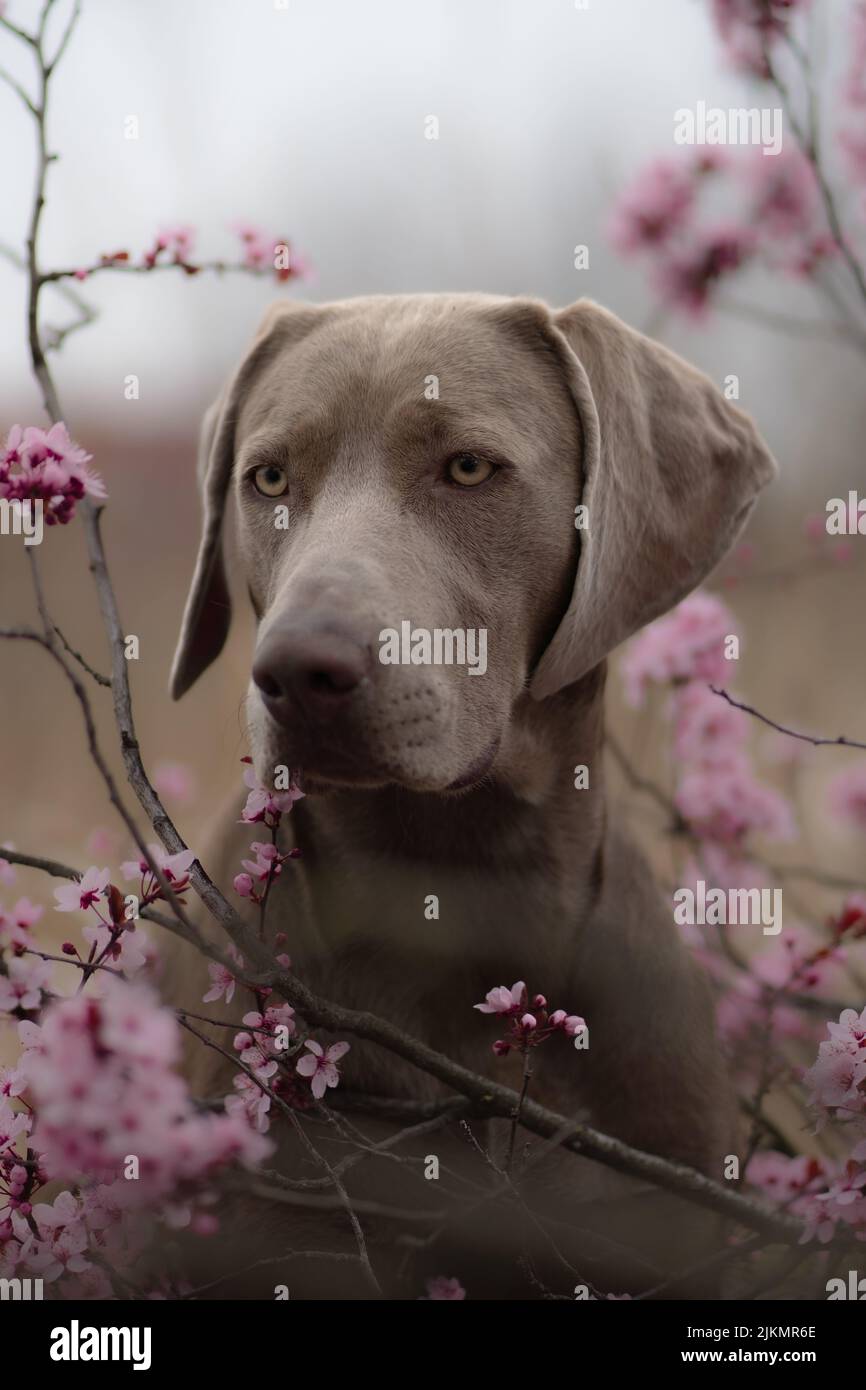 A selective focus shot of an adorable Weimaraner dog in a cherry tree during daytime in spring Stock Photo