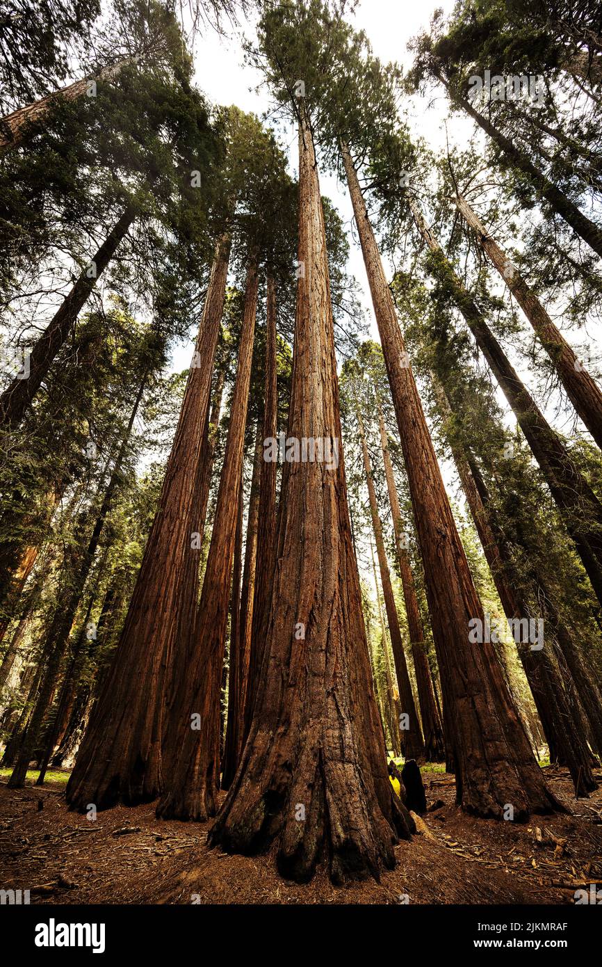 Tall Sequoia trees in Sequoia National Park, California, United States Stock Photo