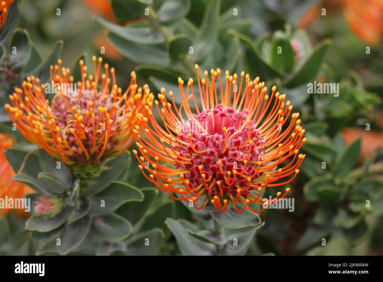 Protea flowers in the Kirstenbosch National Botanical Gardens in Cape