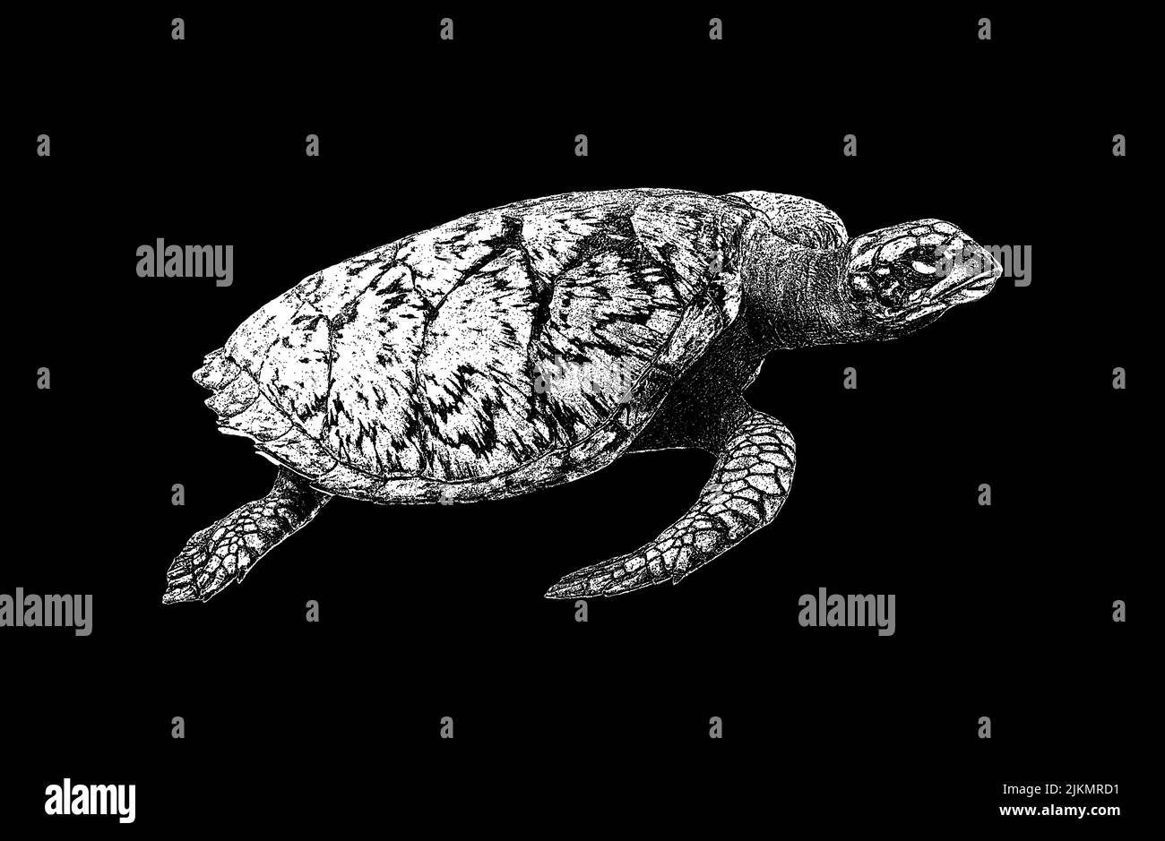 Ocean turtle on an isolated black background. Vector illustration EPS 8. Stock Vector