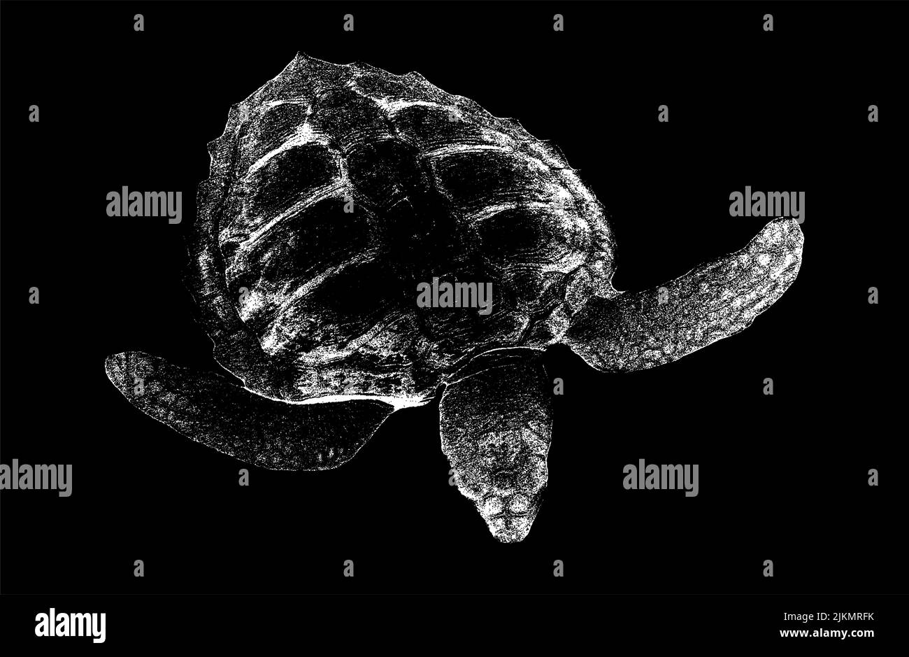 Ocean turtle on an isolated black background. Vector illustration of EPS 8. Stock Vector