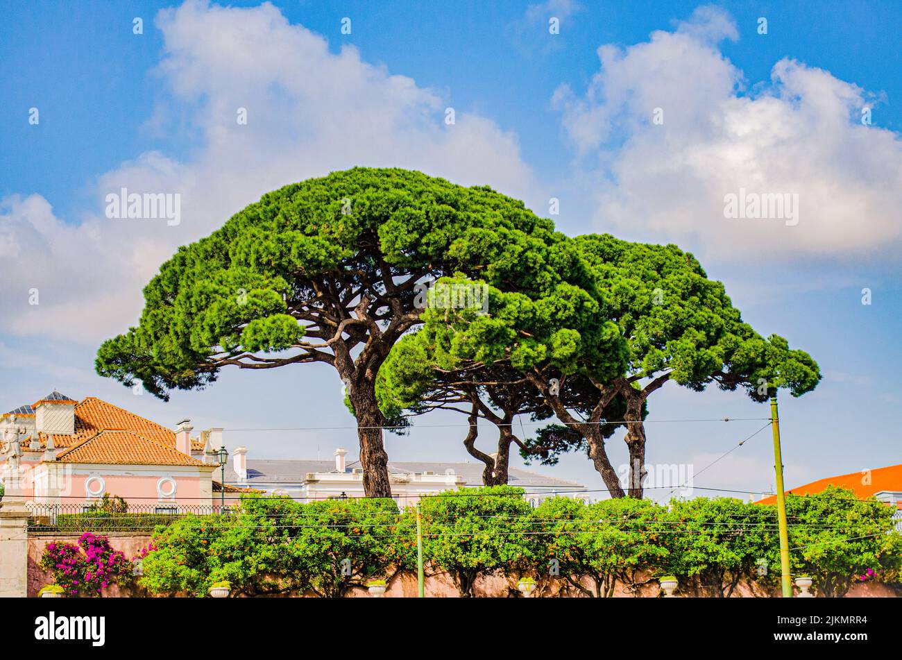 A couple of large stone pine trees in Belem, Lisbon, Portugal Stock Photo