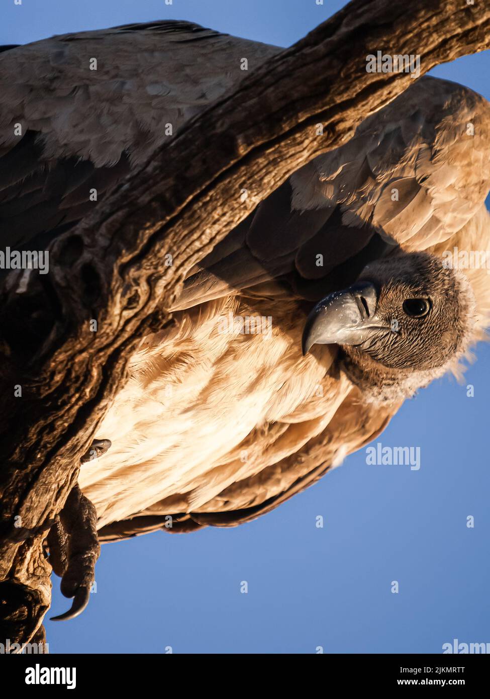 African white backed vulture high in tree against blue sky. Stock Photo