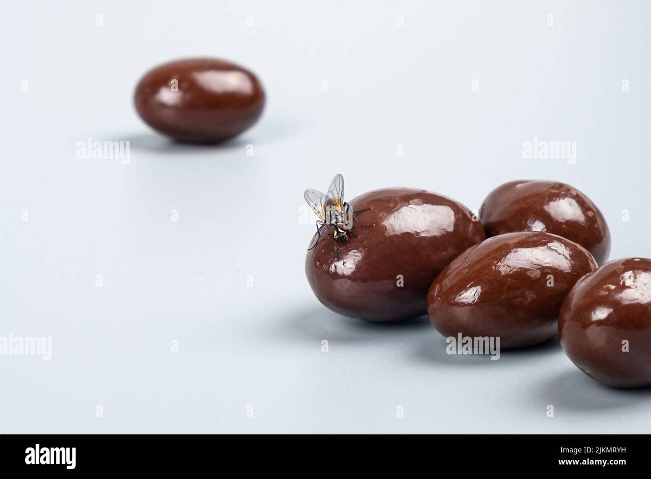 fly on candy, expired food sweets concept. Stock Photo