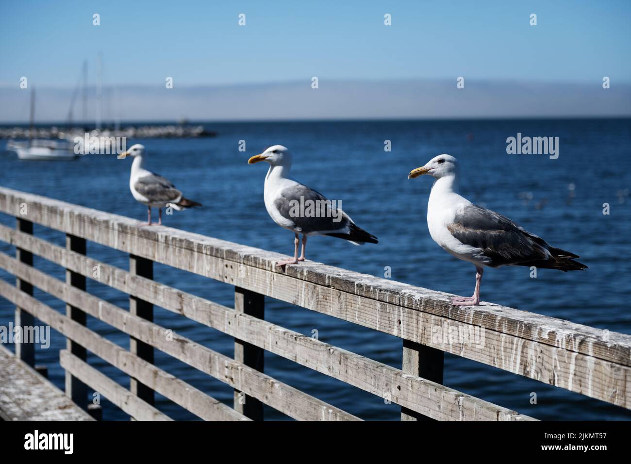 Seagulls in Monterey, California Stock Photo
