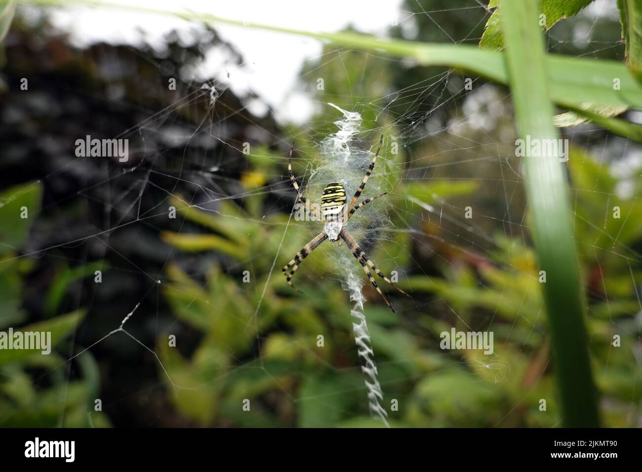 Wespenspinne (Argiope bruennichi) (auch Zebraspinne, Tigerspinne oder Seidenbandspinne) in ihrem Spinnennetz Stock Photo