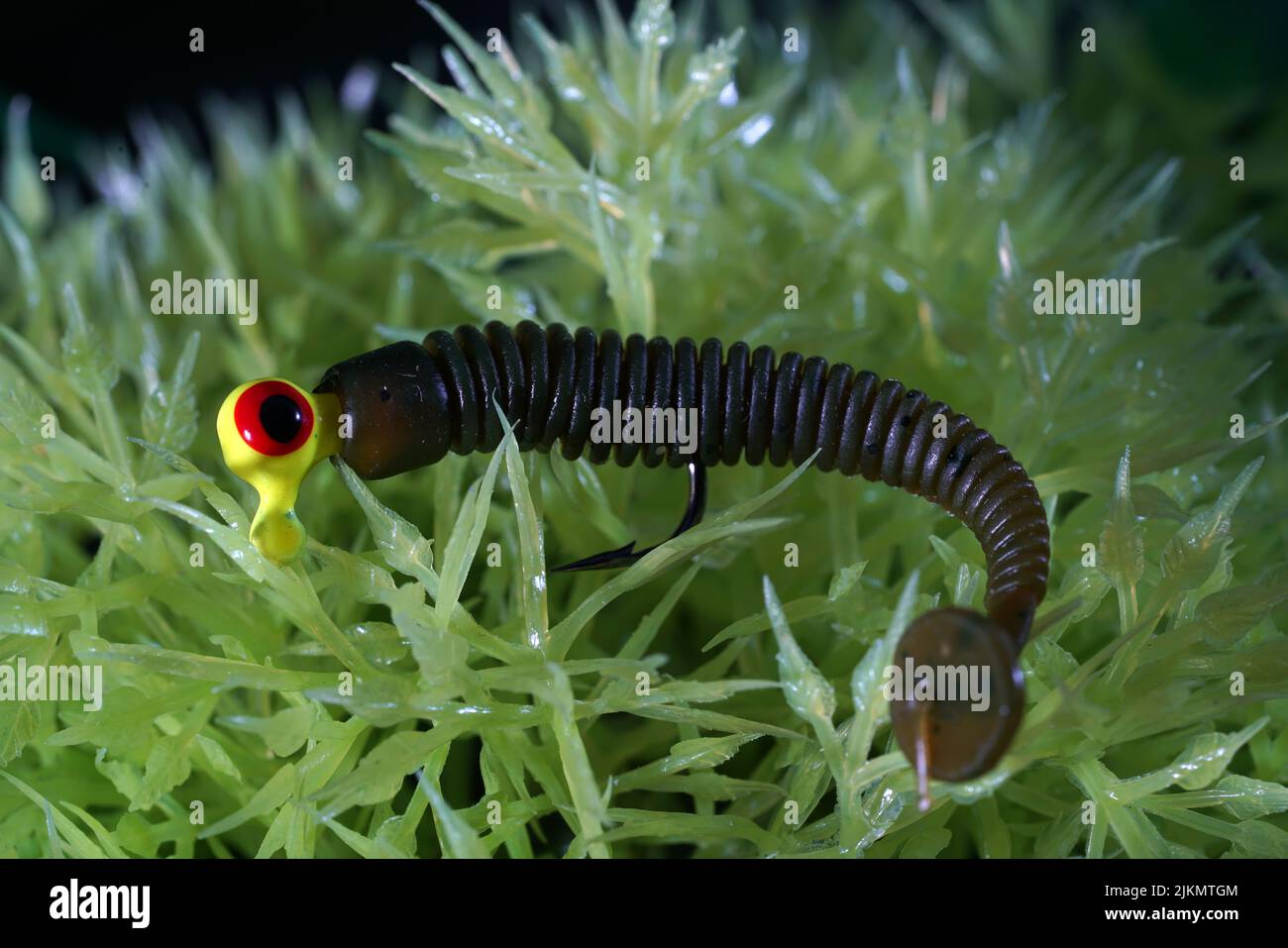 The Self-tied fishing lures, flies for fly fishing studio shots with copy space Stock Photo