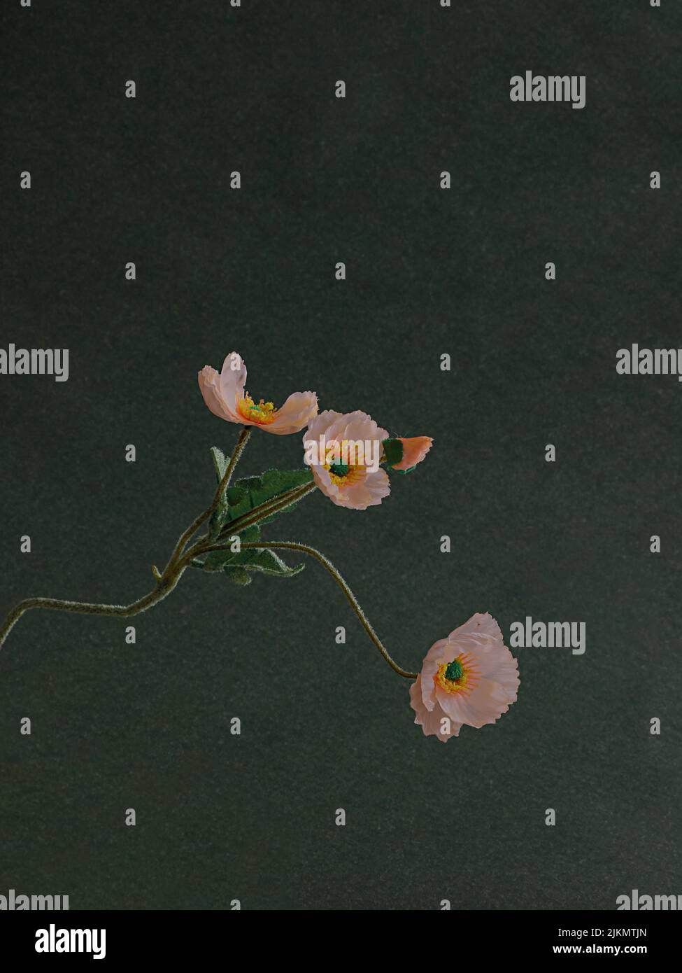 A vertical shot of pink flowers on trendy gray background Stock Photo