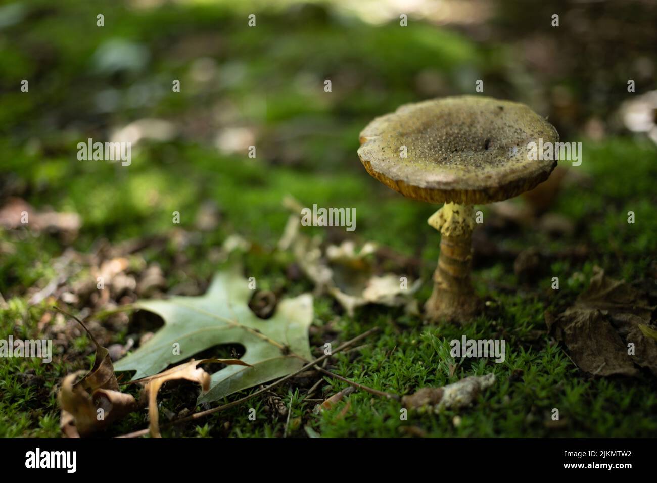A closeup shot of a mushroom growing on a mossy forest ground Stock ...