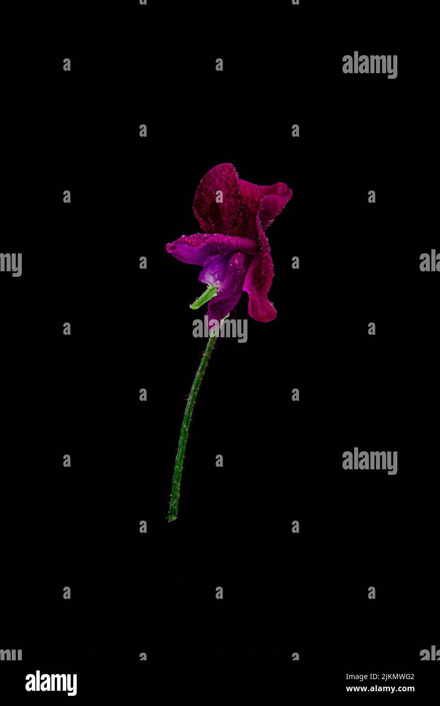 A vertical macro shot of sweet pea plant with purple petals, over a black background Stock Photo