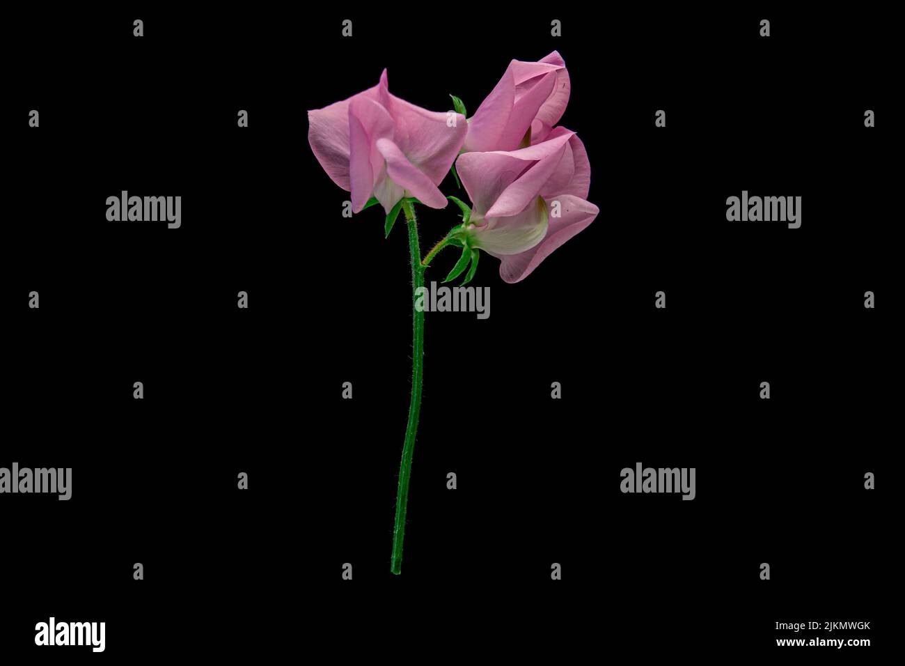 The pink sweet pea flower on black background Stock Photo