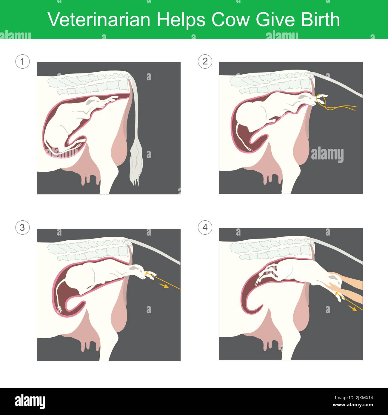 Veterinarian Helps Cow Give Birth. Illustration a calf first birth by it helps from the veterinarian. Stock Vector