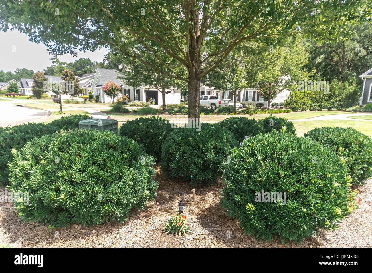 Close up image of a a landscaped tree and shrubs to hide an unsightly