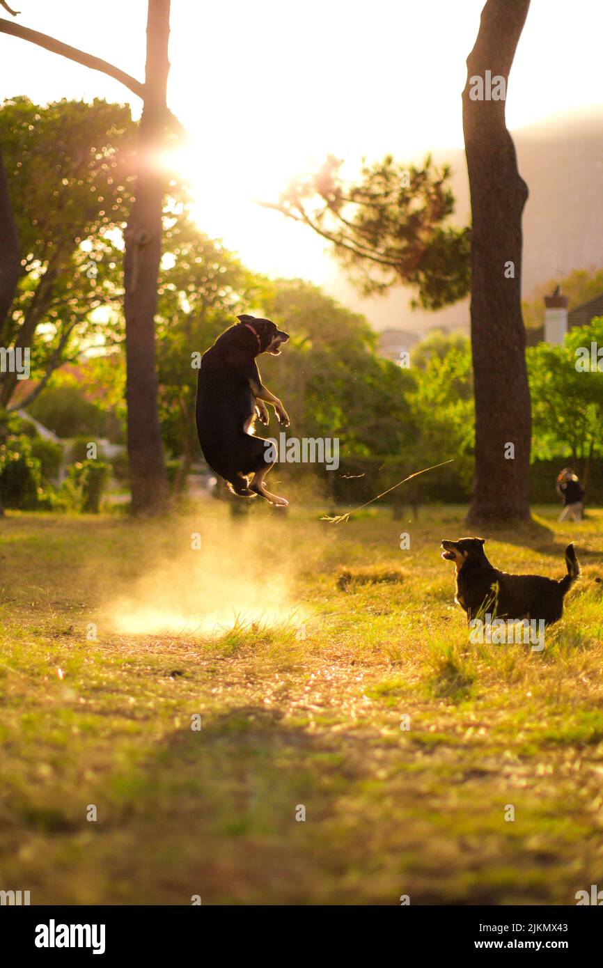 A dog captured during a high jump while playing with another dog in the field at sunset Stock Photo