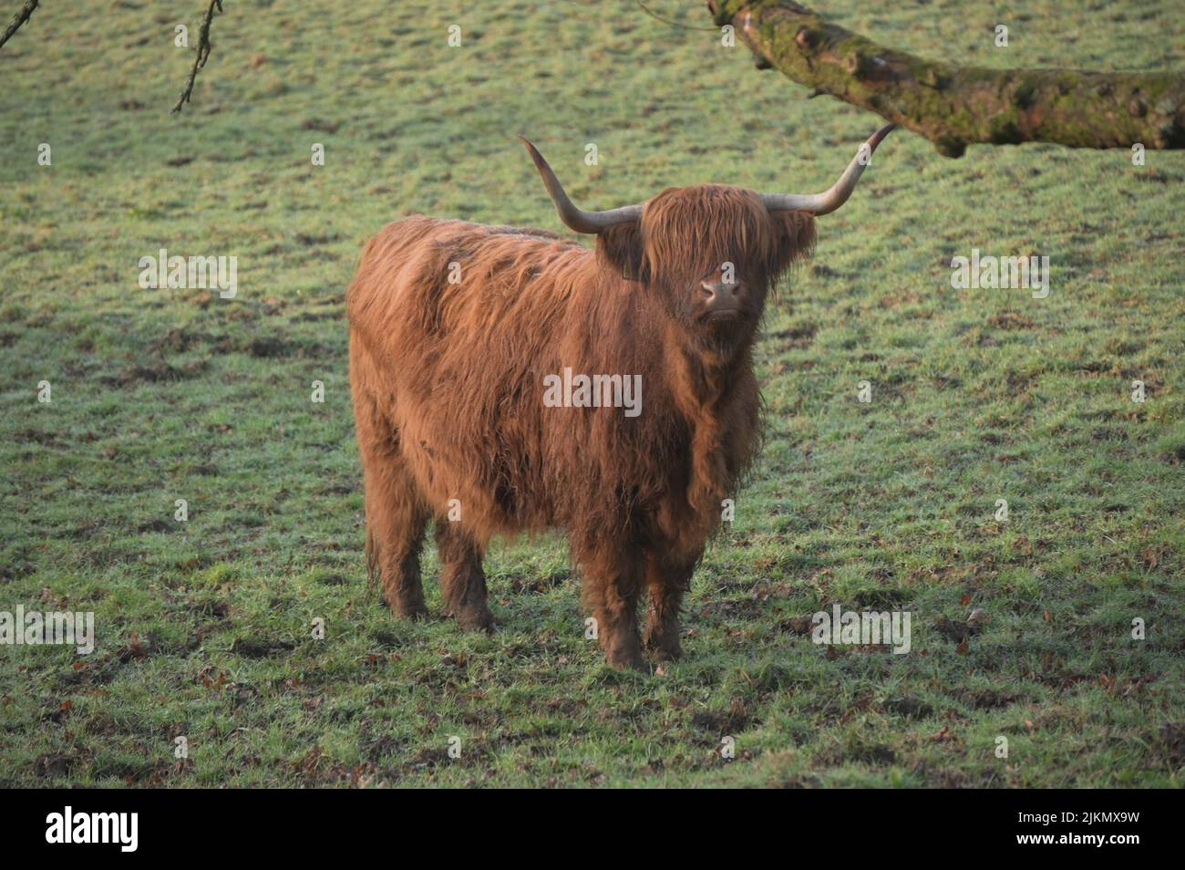 A closeup shot of the Scottish Highland cow in the green field Stock ...
