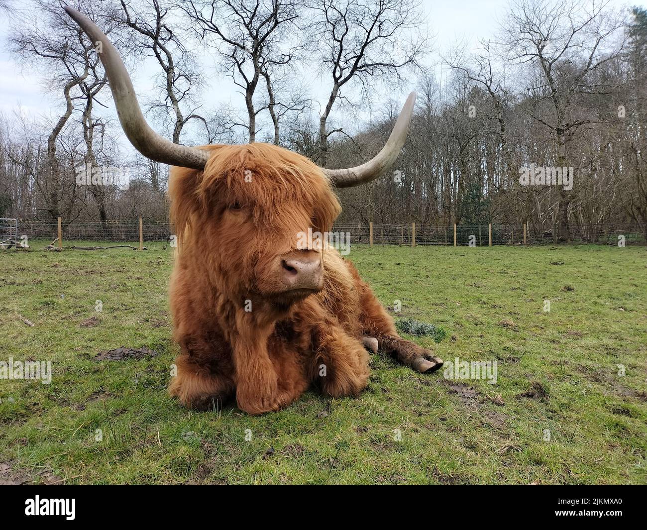 A closeup of a Scottish Highland Cow laying on the grass Stock Photo