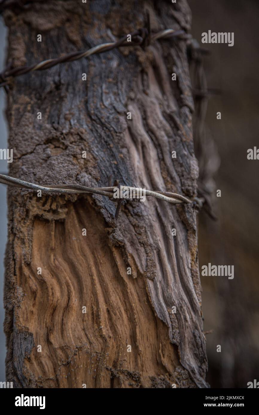 A vertical closeup of barbed wire wrapped around a tree on a blurred background in Asia Stock Photo