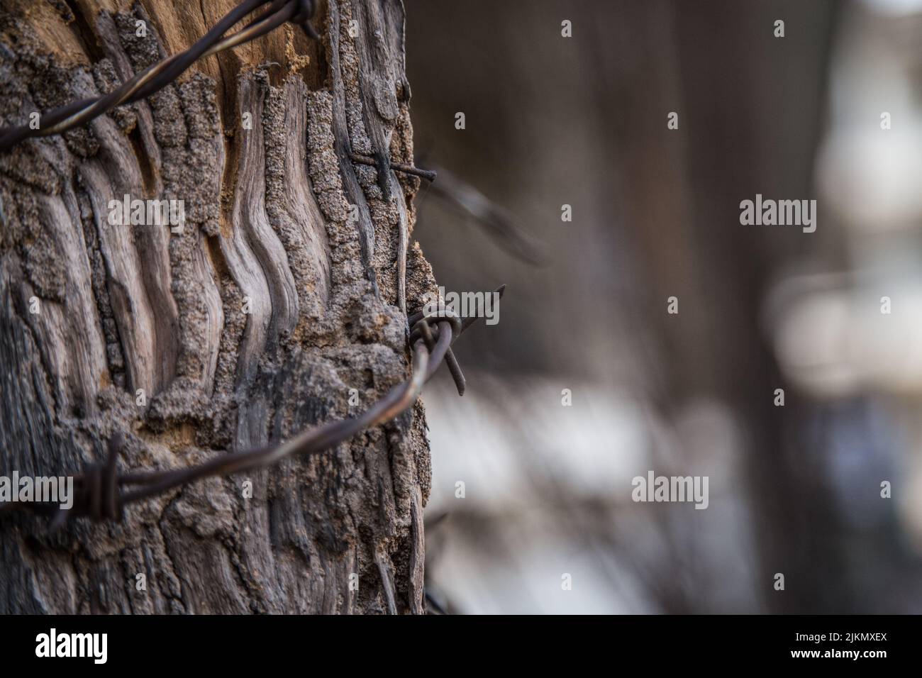 A closeup of barbed wire wrapped around a tree on a blurred background in Asia Stock Photo