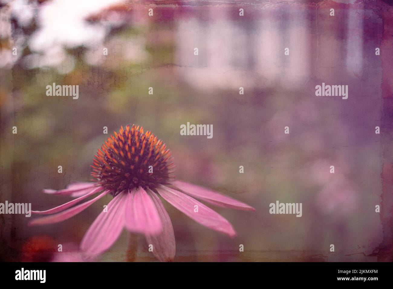 Asteraceae, pink coneflower, also known as Echinacea. A herbaceous perennial popular in the garden Stock Photo