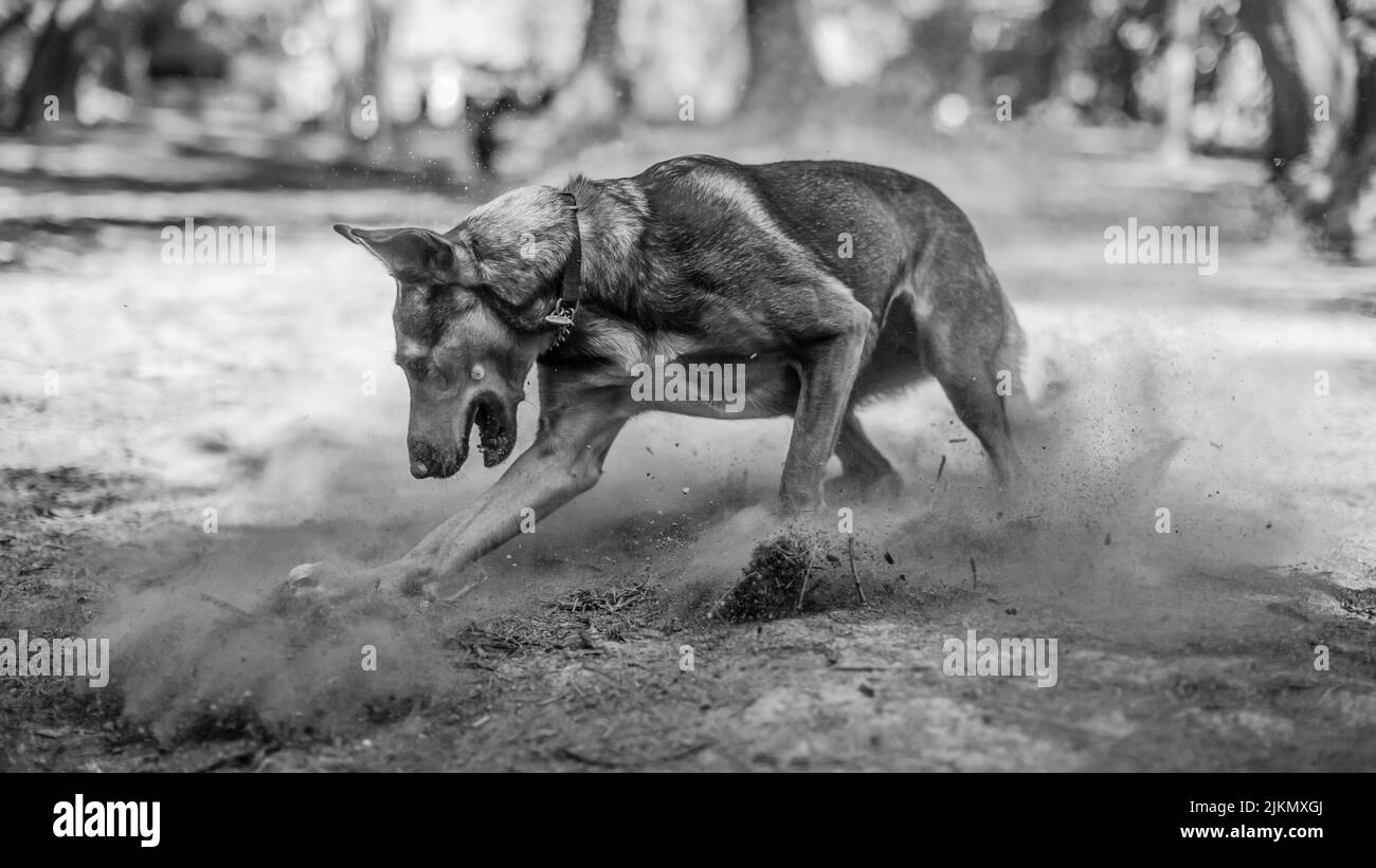 A Day In The Park Dog Play - Dark Gray main image 0