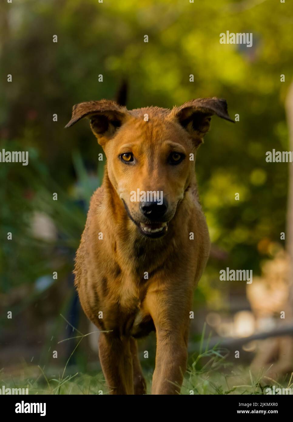 A vertical shot of a cute brown dog in a park Stock Photo