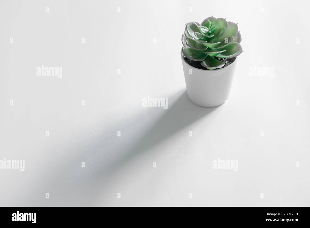 A small mexican snow ball (Echeveria elegans) plant in a white pot on a white surface Stock Photo