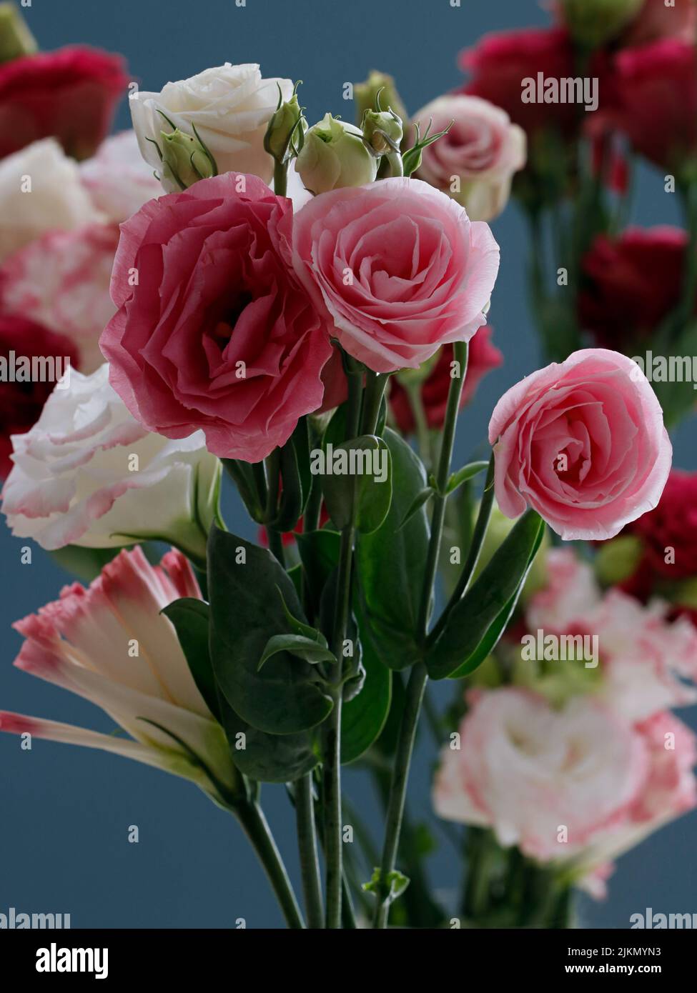 A vertical shot of beautiful rose flower bouquet on blue background Stock Photo