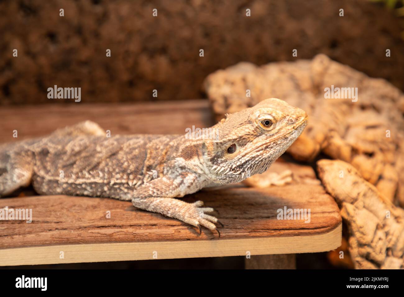 bearded dragon in the terrarium Stock Photo