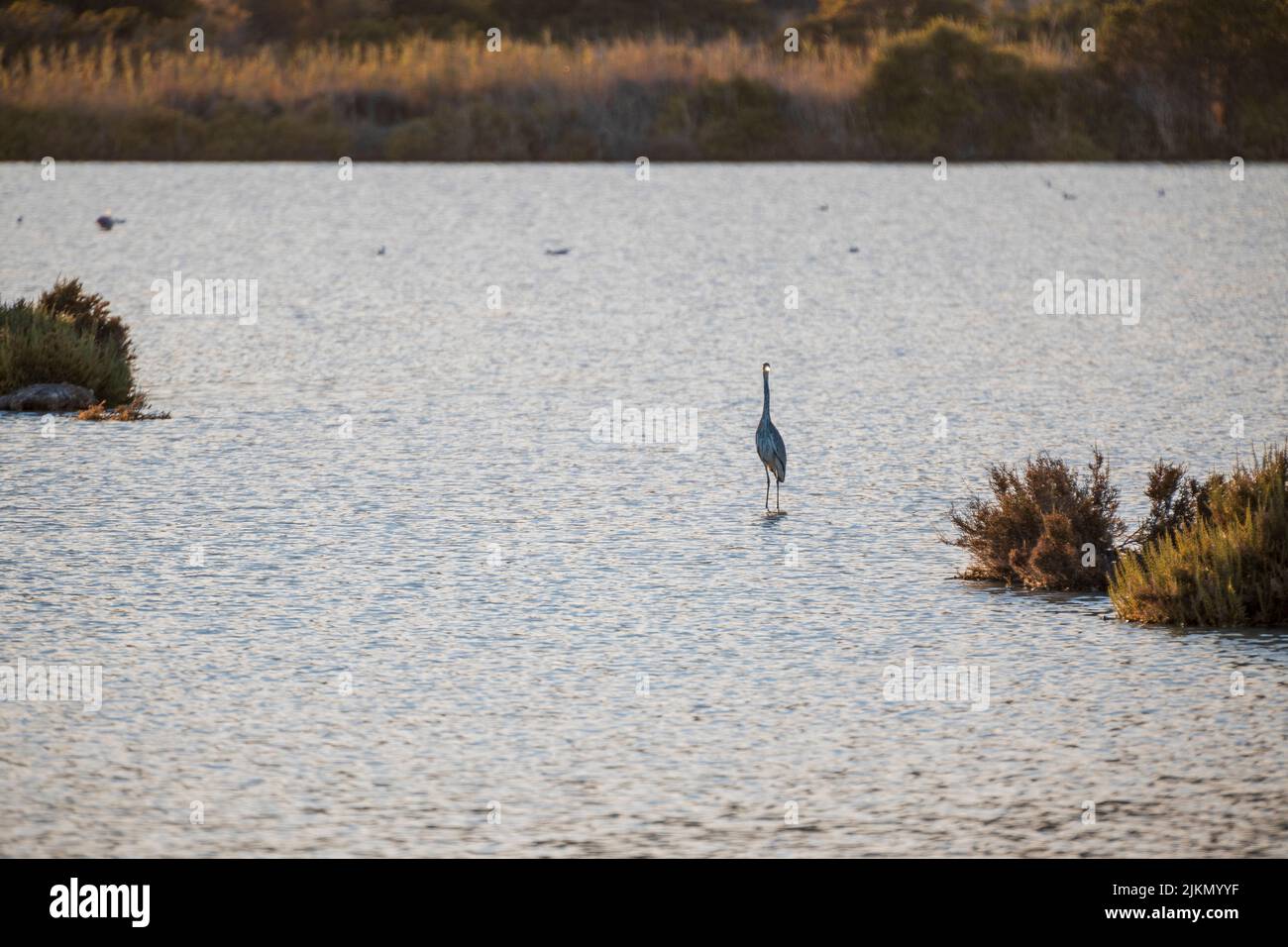A gray heron in the lake on a sunny day in summer Stock Photo