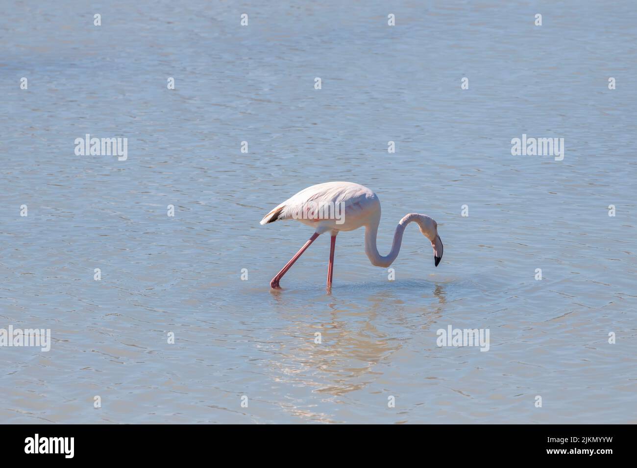 A beautiful flamingo drinking water from a lake on a sunny day in summer Stock Photo
