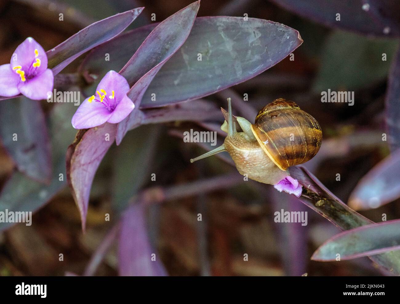 A Brown Garden Snail (Cornu aspersum) on a leaf at a garden in Sydney ...