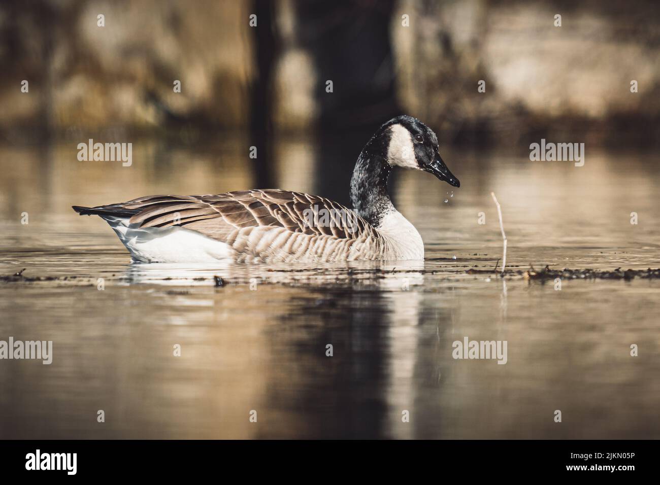 A closeup of a canada goose (Branta canadensis) swimming on a lake Stock Photo