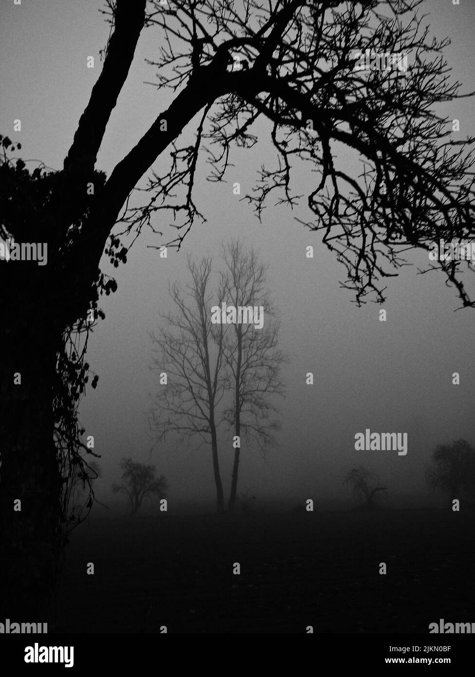 A foggy winter day, sunset in monochrome trees in the fog, moody and sad atmosphere Stock Photo