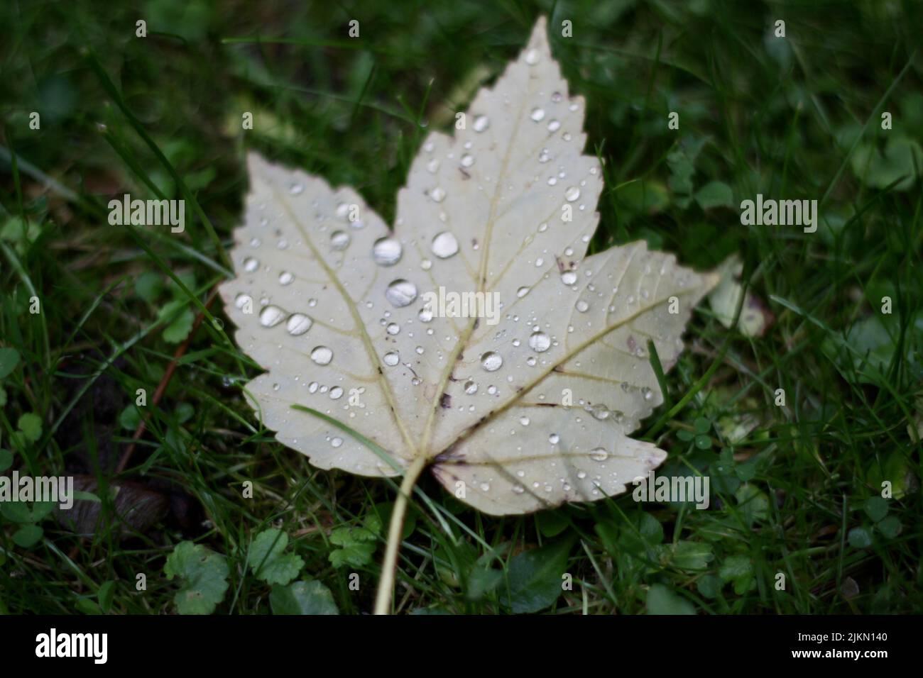 A closeup of a leaf in waterdrops on the grass Stock Photo