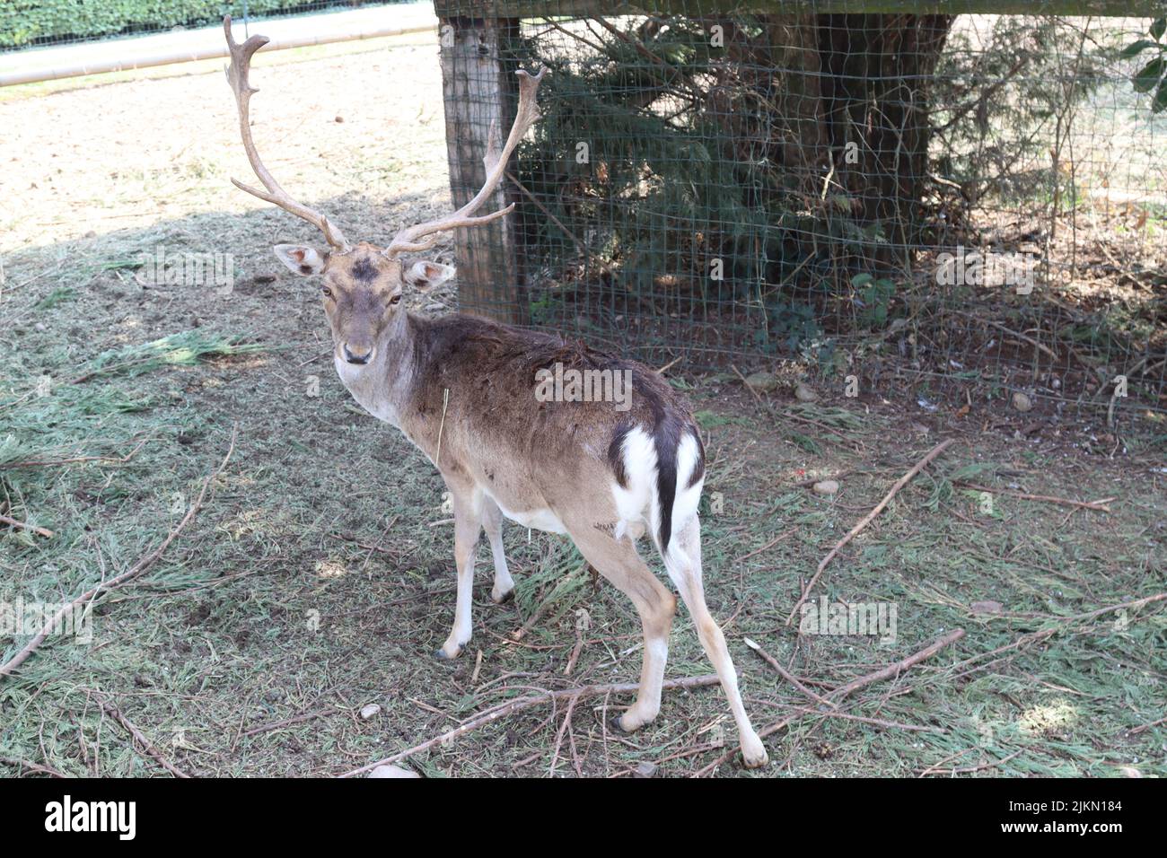 herd of fallow deer grazing in a private enclosure Stock Photo