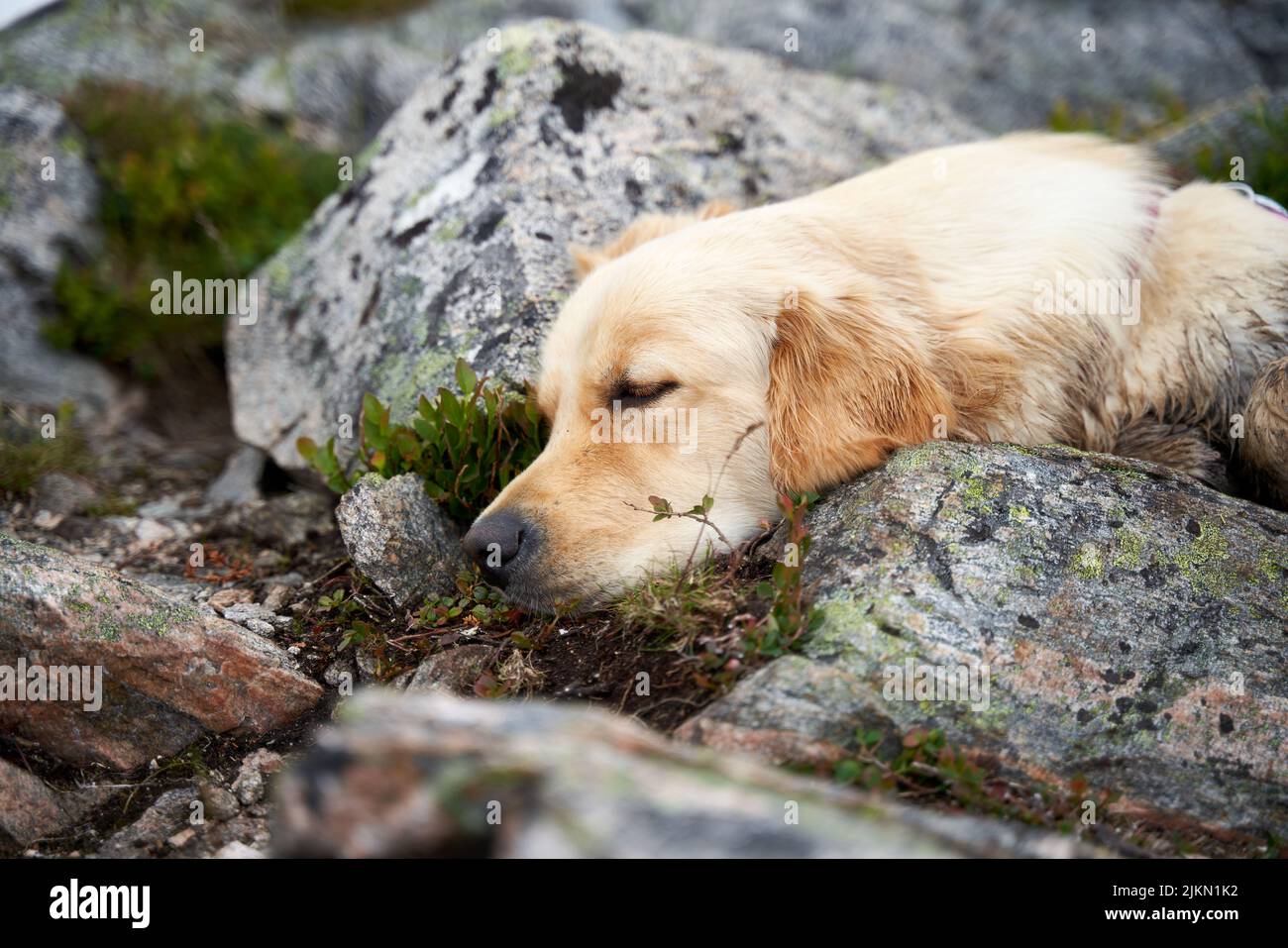 A closeup of a tired golden retriever is sleeping during a break while hiking in the mountains Stock Photo