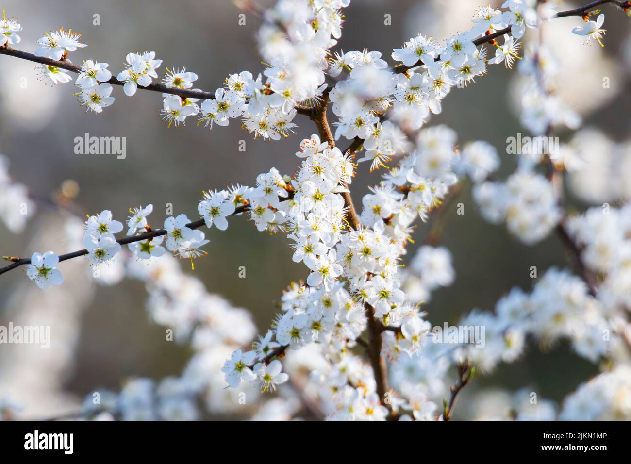 A closeup of fruit tree branches covered with lots of white flowers Stock Photo
