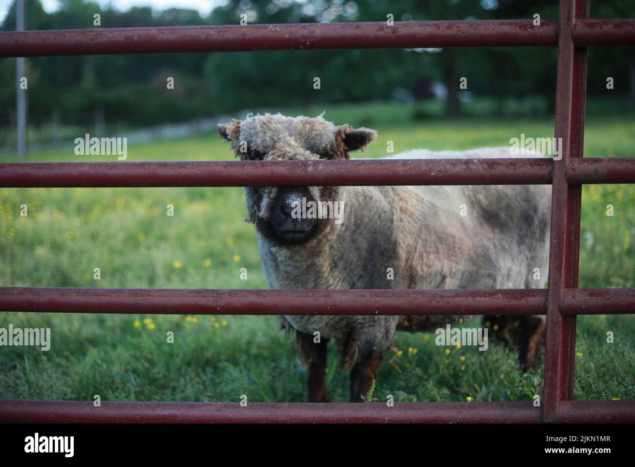 A shy sheep in beautifully green pasture stands looking straight at camera with its eyes covered by a horizontal fence bar. Stock Photo