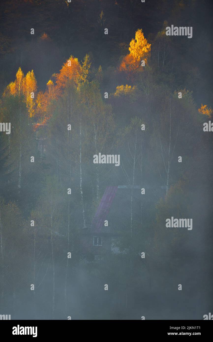 A vertical shot of the treetops lit with sunlight on a foggy day Stock ...