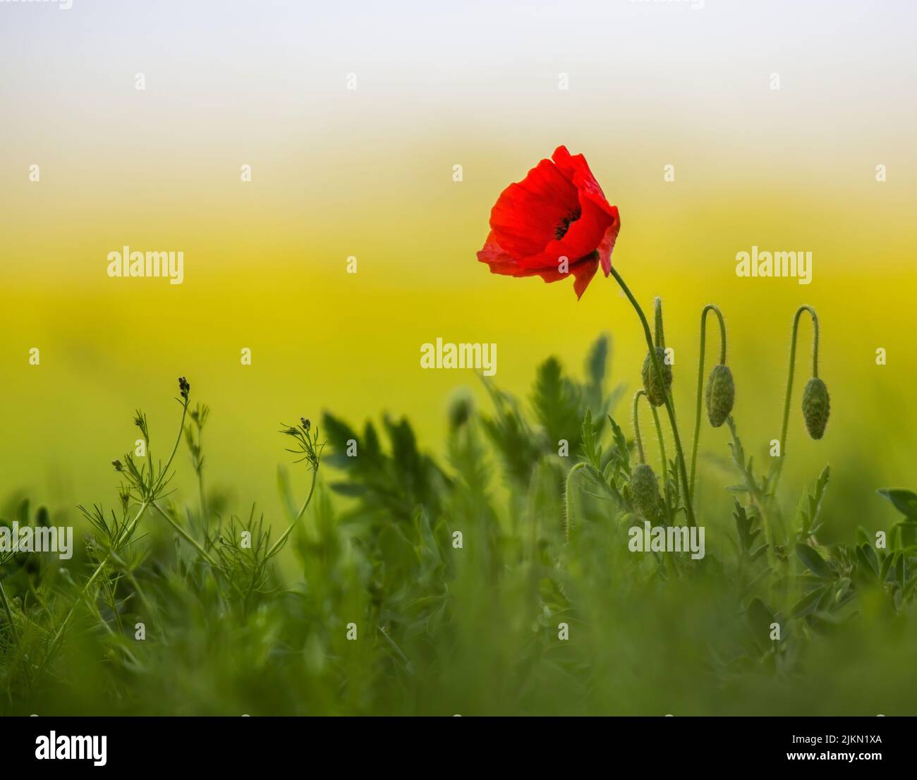 A close up shot of a beautiful, red torment in the middle of a field on a blurred background Stock Photo