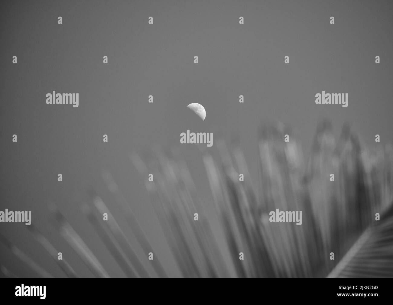 A grayscale shot of the moon with palm branches in the foreground Stock Photo
